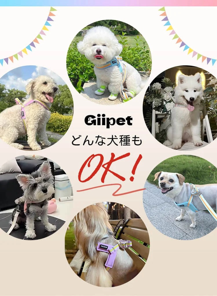 着脱簡単のY字型犬用ハーネスとリードのセット